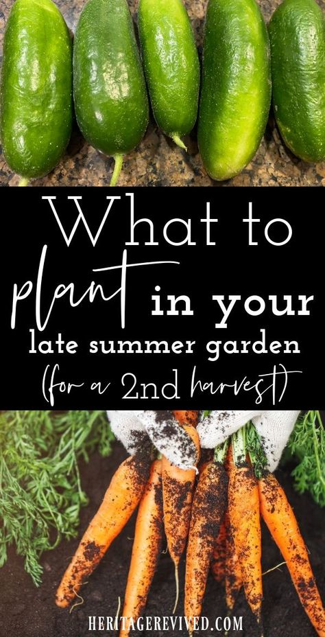 Cucumbers on a countertop and freshly harvested carrots with text overlay "What to plant in your late summer garden - for a second harvest." What Vegetables Grow Well Together, Garden Tricks And Tips, Late Summer Vegetables To Plant, Late Season Vegetable Planting, Fall Vegetable Garden Zone 7, What To Plant In Fall Garden, Starting Vegetable Garden, Late Summer Planting Guide, Late Summer Garden Planting