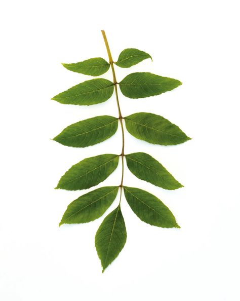 Ash Tree Leaves, Ash Tree, Tree Leaves, Runes, Ash, Trees, Key, Plants, Flowers