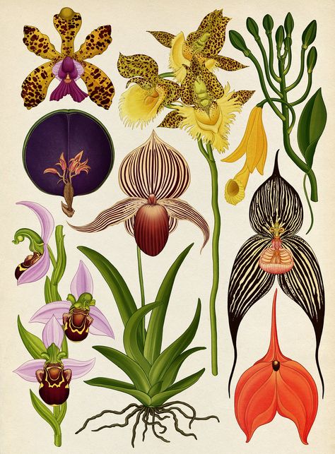 The herbal bed: Katie Scott's psychedelic flora and fauna – in pictures Katie Scott, Illustration Botanique, Botanical Illustration Vintage, Vintage Botanical Prints, Plant Drawing, Botanical Painting, Scientific Illustration, Kew Gardens, Plant Illustration