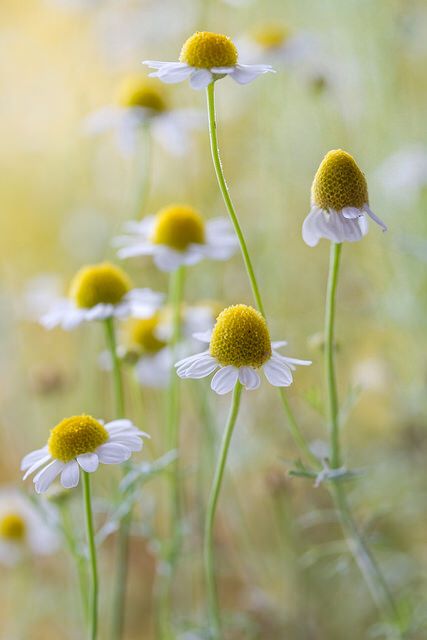 Relaxing, soothing chamomile - what an amazing essential oil