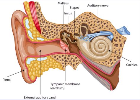 sensation & perception: hearing Home Remedies For Snoring, How To Stop Snoring, Sleep Remedies, When You Sleep, Hearing Loss, How To Get Sleep, Sign Language, Ipa, How To Fall Asleep