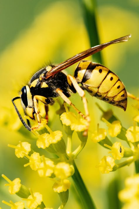 Types Of Wasps, Pokemon Dungeon, Garden Betty, Types Of Bugs, Robot Animal, Types Of Insects, Bees And Wasps, Kingdom Animalia, Lovely Creatures