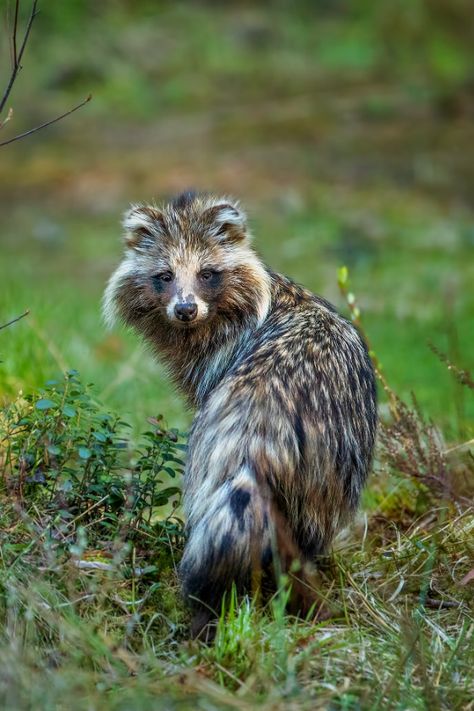 Raccoon Dog (Nyctereutes procyonoides) / Chien viverrin / Image by Kai Rösler from fotocommunity.de Raccoon Dog, Wild Dogs, Reptiles, Mood Board, Dogs, Animals