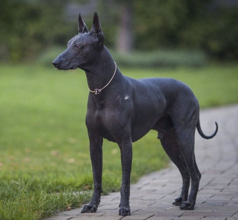 Explore the financial responsibilities of owning a Pharaoh Hound. From initial expenses to grooming and healthcare, plan wisely for this elegant and athletic breed. 🐾 #PharaohHoundLove #DogsofPinterest #HoundsofEgypt #AncientBreed #DogsofHistory #PharaohHoundPride #EgyptianCompanion #RegalHound #PawsomePharaoh #HoundsofRoyalty Black Pharaoh, Mexican Hairless Dog, Expensive Dogs, Rare Dog Breeds, Pharaoh Hound, Hairless Dog, Rare Dogs, Scary Dogs, Ancient Animals