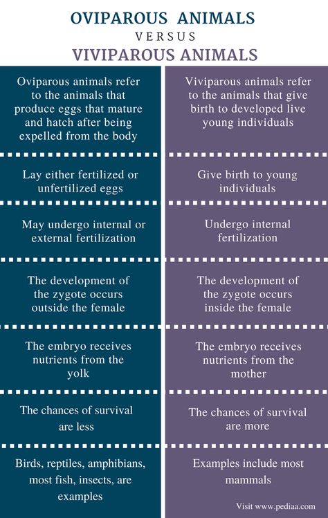 Difference Between Oviparous and Viviparous Animals - Comparison Summary Viviparous Animals, Oviparous Animals, Photoshop Backgrounds Backdrops, Biology Facts, Study Tips For Students, India Facts, Kindergarten Science, Homeschool Help, What Is The Difference Between