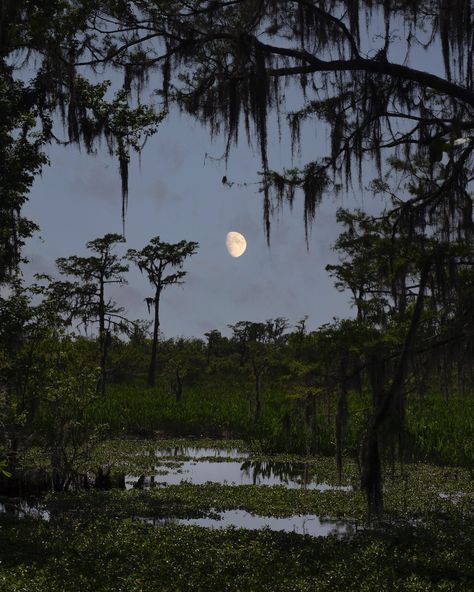 Louisiana Aesthetic, Florida Gothic, Swamp Princess, New Orleans Aesthetic, Southern Gothic Aesthetic, Midwest Gothic, Swamp Witch, Ethel Cain, The Bayou