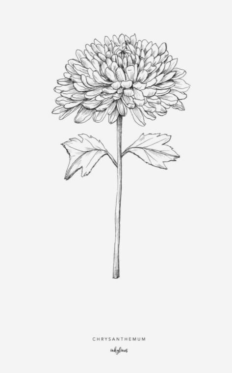 Chrysanthemum Simple Drawing, Crysthanamum Tattoo Simple, Crysthanamum Tattoo, Crysthanamum Drawing, Chrysanthemum Line Art, Chrysanthemum Flower, Flower Sketches, Birth Month Flowers, Chrysanthemum