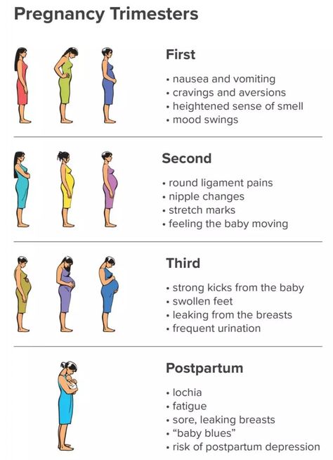 Tips On How To Get Pregnant, How To Know If Your Pregnant, Teen Pregnancy Tips, Tips For Getting Pregnant Fast, 2 Months Pregnant Belly, Pregnancy Trimester Chart, Pregnancy Trimesters, First Pregnancy Tips, Pregnancy Trimester