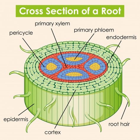 Root Diagram, Diagram Illustration, Biology Plants, Plant Physiology, Plant Notes, Health Chart, Root Structure, Powerpoint Tutorial, Medical School Essentials