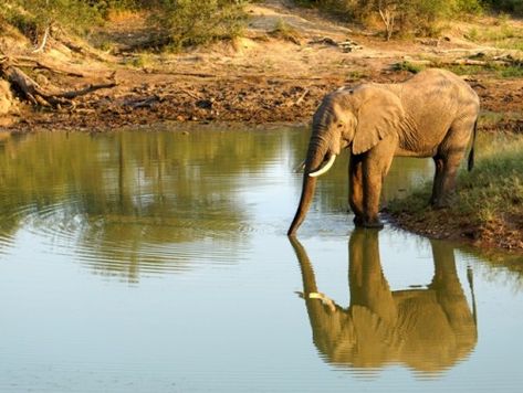 Elephant reflection in water hole Elephant Drinking Water, Elephant Sleeve, African Vacation, Reflection In Water, Trip To Africa, Watering Hole, Lucky Elephant, Elephant Tattoo, Herons