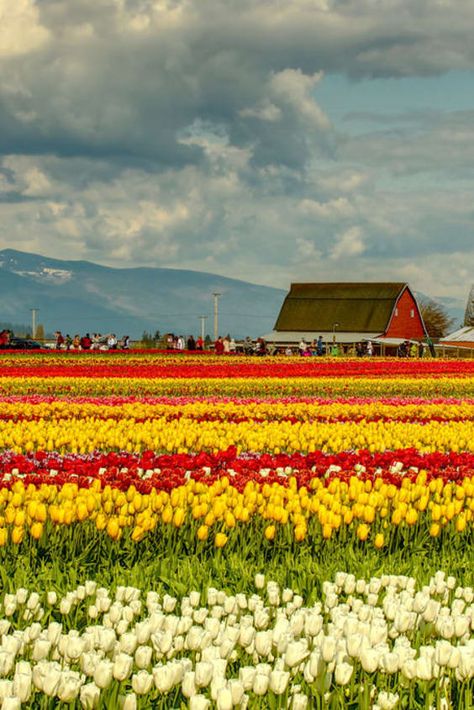 Check out "Skagit Valley Tulip Festival near Seattle, Washington" in Seattle Skagit Valley Tulip Festival, Skagit Valley, Orcas Island, Tulip Festival, Tulips Garden, Crop Rotation, Flower Farmer, Tulip Fields, Growing Flowers