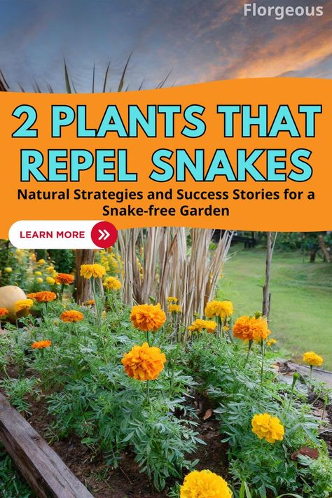 Plants That Repel Snakes Snake Repellant Plants, Snake Repellant, Bug Off, Natural Pest Control, Forest Garden, Lemon Grass, Snakes, Success Stories, Repellent