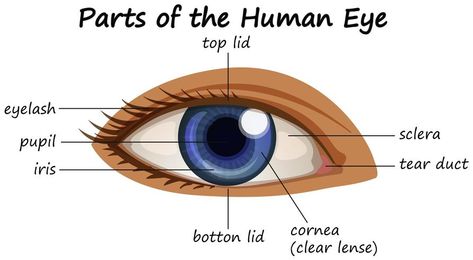 Human Eye Diagram, Parts Of An Eye, Eye Anatomy, Birth Colors, Eye Parts, Parts Of The Eye, Medical Doctor, Human Eye, Photos Hd