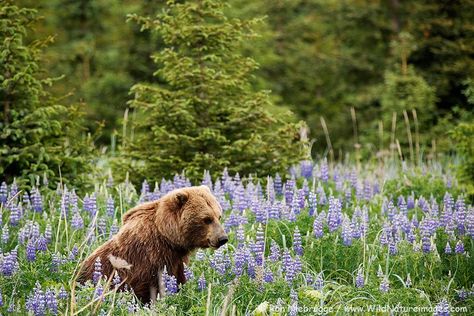 Alaskan brown bear in a field of lupine. Grizzly Bears, Nature, Bear In Flower Field, Wildlife Biology, Alaskan Brown Bear, Lupine Flowers, 2022 Art, Animal References, Grizzly Bear