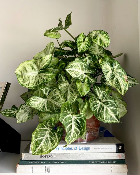 The Arrowhead Plant is one of the common houseplants with the most beautiful foliage. This article lists the 10 common houseplants most beautiful leaves. #commonhouseplants #indoorplants #houseplants #easyindoorplants #beautifulhouseplants #beautifulindoorplants #bestindoorplants #plants Plant Wall Shelves, Beautiful Indoor Plants, Houseplant Collection, Arrowhead Plant, Household Plants, Plant Care Houseplant, Beautiful Leaves, Indoor Climbing, Trailing Plants