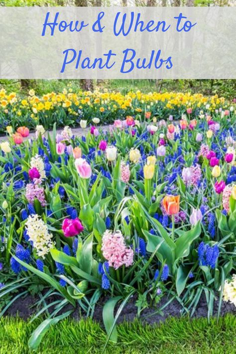 Modern Garden Landscape, When To Plant Bulbs, Bulbs Garden Design, Spring Bulbs Garden, Perennial Garden Plans, Creative Garden Decor, Plant Bulbs, Landscape Design Ideas, Perennial Bulbs