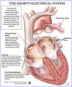 VIEW quality illustration of the Heart’s Electrical System with the PVs, Aorta, Pulmonary Artery the Sinoatrial (SA) Node and AV Node; Cleveland Clinic. Cardiac Anatomy, Np School, Vet Technician, School Nursing, Basic Anatomy And Physiology, Heart Anatomy, Medical Student Study, Cardiac Nursing, Atrial Fibrillation