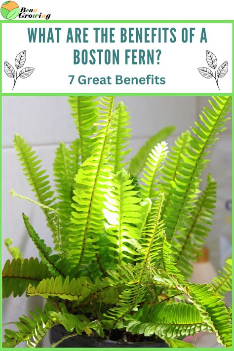 The Boston fern from NASA’s latest study is one of the best air purifying plants. Other benefits of the Boston Fern are improves humidity etc Fern Planters Ideas Indoor, Boston Fern Indoor, Fern Planters, Oxygen Plant, Best Air Purifying Plants, Growing Asparagus, Types Of Ferns, Fern Flower, Plant Benefits