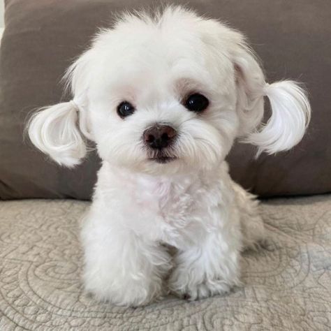 Baby Maltese, Maltese Breed, Cute White Dogs, Maltese Puppies For Sale, Maltipoo Dog, Puppy Stages, Teddy Bear Dog, Maltipoo Puppy, Maltese Dog