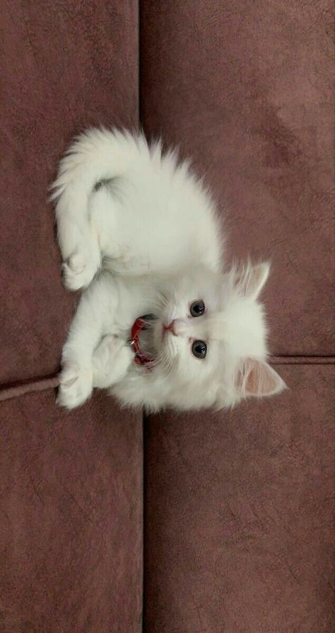 White Persian Kittens, Cute Cat Costumes, Turkish Angora Cat, Persian Cats, Cat Cuddle, Silly Cats Pictures, Cute Cats Photos, Baby Kittens, Persian Cat