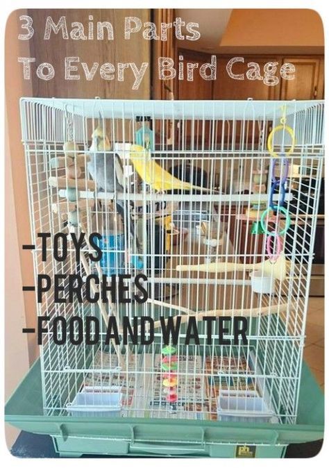 Parakeet Care, Budgie Cage, Cockatiel Cage, Budgie Toys, Small Bird Cage, Parakeet Cage, Budgie Parakeet, Parrot Cage, Bird Care