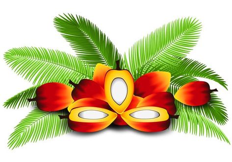 Palm Oil Logo Design, Palm Oil Logo, Palm Tree Clip Art, Trees Logo, Palm Tree Images, Palm Tree Png, Red Palm Oil, Palm Tree Vector, Dove Pictures