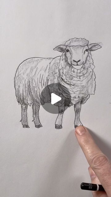 Mark Liam Smith on Instagram: "Draw a sheep 🐑 Easy drawing lesson for beginners on how to draw a sheep." Santiago, How To Draw A Sheep, How To Draw Sheep, Draw Sheep, Draw A Sheep, Drawing Sheep, How To Draw Painting, Sheep Drawing, Water Paintings