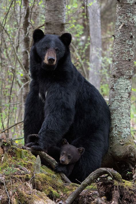 American Black Bear, Mother Bear, Bear Paintings, Bear Photos, Bear Pictures, Wildlife Photos, Anime Animals, Bear Art, Barndominium Ideas