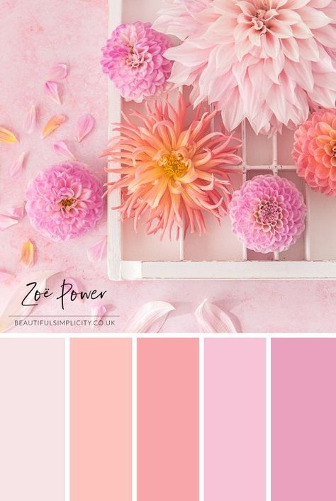 Coral Colour Palette, Hydrangea Colors, Palette Art, Color Schemes Colour Palettes, Pink Palette, Color Palette Pink, Pastel Colour Palette, Brand Color Palette, Fall Color Palette