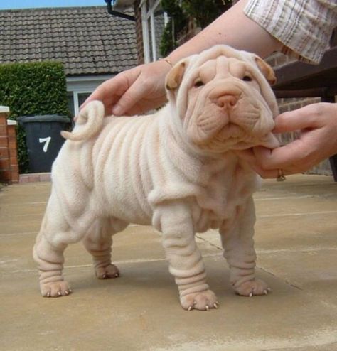 24 Puppies Who Haven't Grown Into Their Wrinkles - The Dodo Shar Pei, White