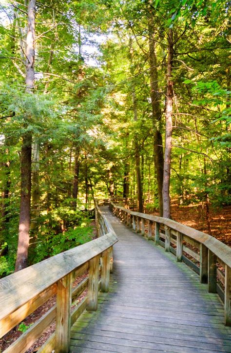 7 Best Hikes To Experience In Ohio Hiking In Ohio, Mohican State Park Ohio, Ohio Buckeye Tree, Ohio Hiking, Ohio Vacations, Vacay Ideas, Hocking Hills State Park, Cuyahoga Valley National Park, Erie Canal