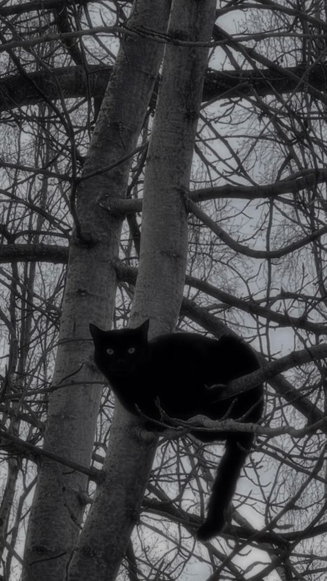 I just found this cat on a tree so .. Black, A Black Cat, In The Middle, The Middle, A Black, Black Cat