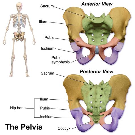 Pelvis #2 Pilates Anatomy, Pelvis Anatomy, Human Skeleton Anatomy, Pelvic Girdle, Pelvic Bone, Anatomy Bones, Chronic Lower Back Pain, Skeletal System, Musculoskeletal System