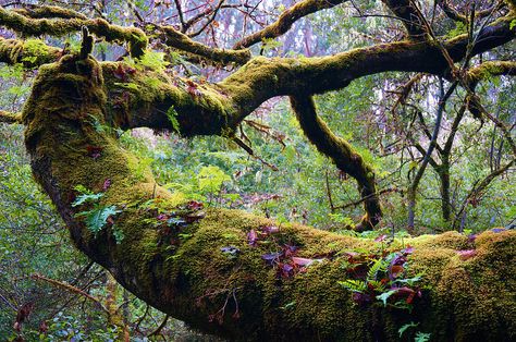 Mossy Landscape, Mossy Log, Environment Photography, Mossy Tree, Moss Covered, Old Trees, Wow Art, Tree Forest, Magical Forest