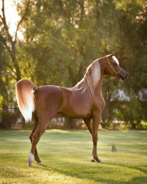 Arabian Cai Arabi, Arabic Horse, Horse Photographer, Arabian Stallions, Beautiful Horse Pictures, Beautiful Arabian Horses, Most Beautiful Horses, Most Beautiful Animals, Majestic Horse