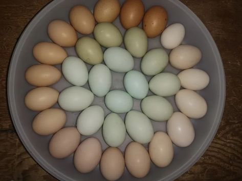 Countdown Is On. We Will Have Day Old Chicks In Less Than 1 Month Chicken Laying Eggs, 6 Week Old Chicks, Chick Hatching From Egg, 1 Month, Day Old Chicks