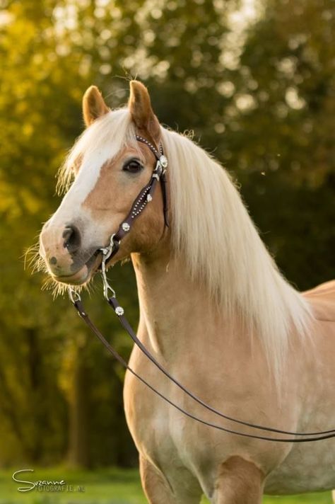 Cavalo Palomino, Female Horse, Haflinger Horse, Horse Coat Colors, Palomino Horse, Horse Posters, Horse Wallpaper, Andalusian Horse, Horse Aesthetic