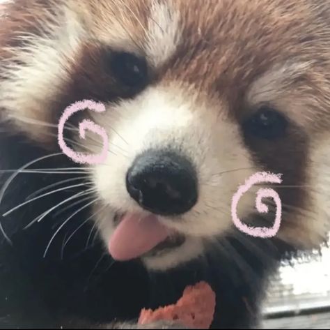 Red Panda Cute, Hight Light, Charmmy Kitty, Silly Animals, Dessin Adorable, Red Panda, Discord Server, Silly Cats, Dog Memes