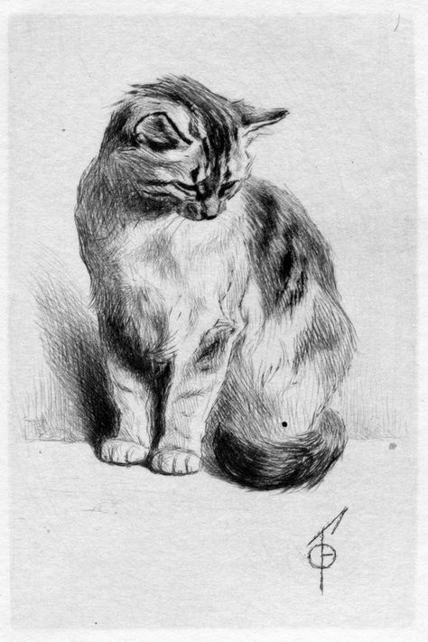 Animal Realistic Sketch, Cat Drawing Detailed, Detailed Animal Drawings, Siberian Cat Drawing, Cat Drawings Sketches, Sketch Ideas Animals, 2 Cats Drawing, Cat Sketch Pencil, Cat Drawing Pencil