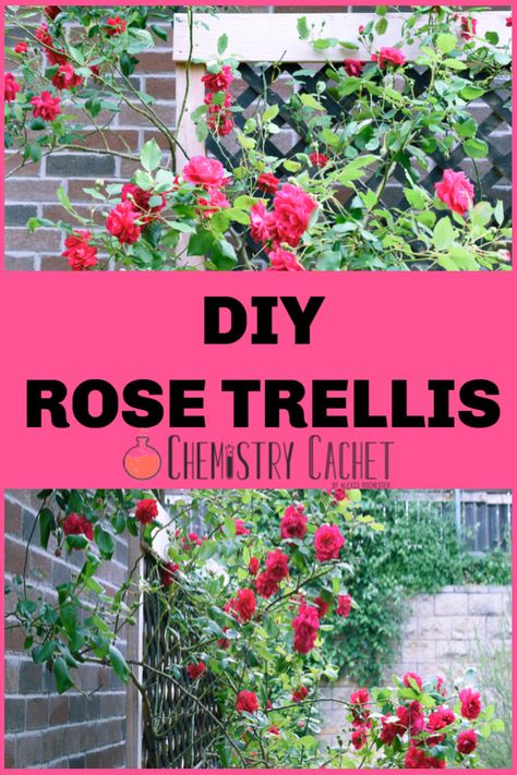 This is an EASY DIY rose trellis perfect for climbing roses. It takes a few minutes to make and is cheap too! Get the details on chemistry cachet! Diy Rose Trellis, Thornless Climbing Roses, Purple Climbing Roses, Rose Fence, Pruning Climbing Roses, Yellow Climbing Rose, New Dawn Climbing Rose, Climbing Roses Trellis, White Climbing Roses