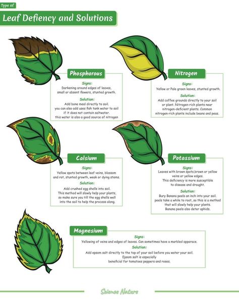 Type deficiencies of leaf illustration Plant Deficiencies, Leaves Meaning, Leaf Health, Ayurvedic Plants, Bonsai Tree Care, Gardening Projects, Leaves Illustration, Leaf Illustration, Science Notes