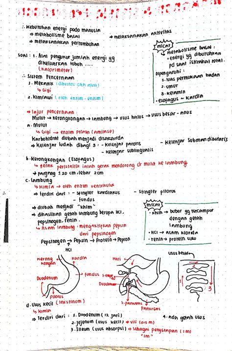 Lanjutan catatan pertama Biologi Materi kelas XI Sistem Pencernaan, Word Search, Word Search Puzzle