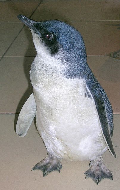 Fairy Penguin, Little Blue Penguin, Blue Penguin, Penguin Love, Blue Fairy, Endangered Animals, Cute Penguins, Pretty Birds, Animal Love