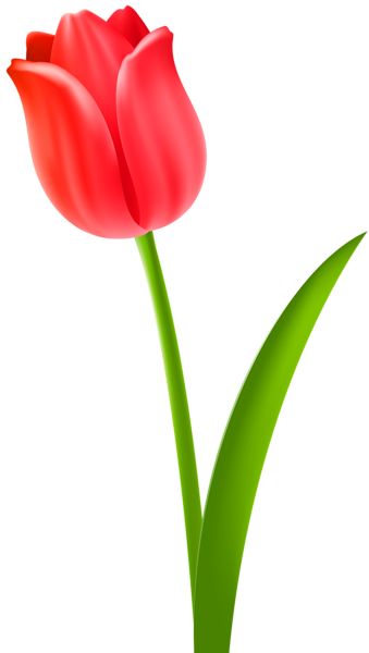 Red Tulip Transparent Clip Art Image Tulip Clipart, Flower Desktop Wallpaper, Tulip Season, Easy Flower Painting, Fancy Fold Card Tutorials, Tulip Painting, Clip Art Free, Free Clipart Images, Popular Flowers