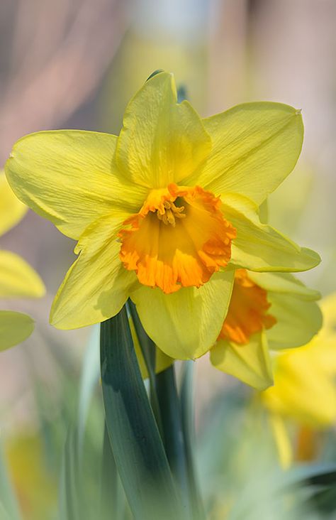 Daffodil Photography, Daffodil Wall Art, Narcissus Flower, Yellow Daffodils, Daffodil Flower, Beautiful Flowers Wallpapers, Nature Plants, Flower Prints Art, Flowers Perennials