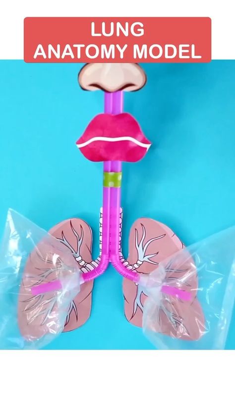 hello, Wonderful on Instagram: “Lung Anatomy Model. What do you think of my song choice 🤣 Get the printable on our site to make this visual lung model link in bio or here…” Lung Model, Human Body Science Projects, Creative Ideas For Kids, Human Body Projects, Lung Anatomy, Body Preschool, Hello Wonderful, Biology Projects, Craft Work For Kids