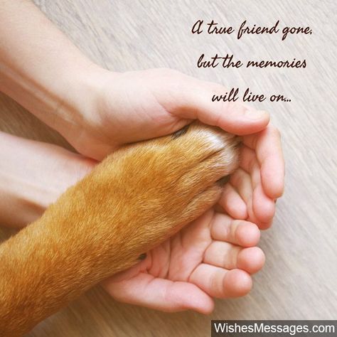 Dog Died Quotes Sympathy, My Dog Died Quotes, Condolence Quotes, Dog Memorial Quotes, Pet Sympathy Quotes, Pet Quotes Dog, Condolences Quotes, Pet Condolences, Memorial Quotes