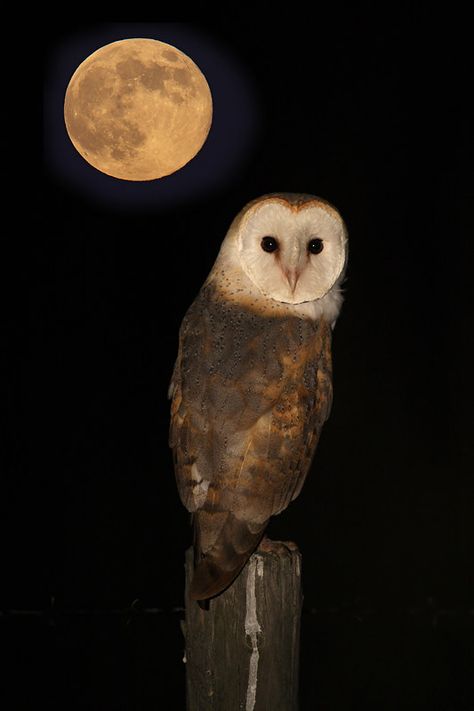 Noite de Luar | This photo is a combination of two photos. E… | Flickr Owl Pictures, Beautiful Owl, Owl Bird, Beautiful Moon, Owl Art, Pretty Birds, Barn Owl, Birds Of Prey, Bird Feathers