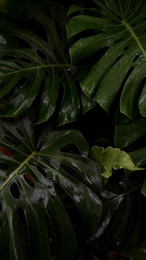 Spa Dark Aesthetic, Greenery Widget, Dark Summer Wallpaper, Hawaii Spa, Leaves Pictures, Leaves Wallpaper Iphone, Ig Icons Highlights Aesthetic, Leaves Aesthetic, Greenery Background