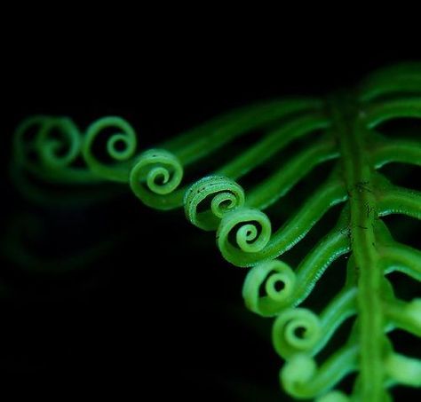 Fern Curled Fern, Fern Spiral, Fractals In Nature, Spirals In Nature, Fern Frond, Fibonacci Spiral, Flower Model, Green Collection, Natural Forms